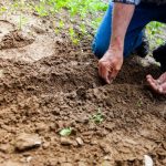 Meilleur moment pour planter de l’ail