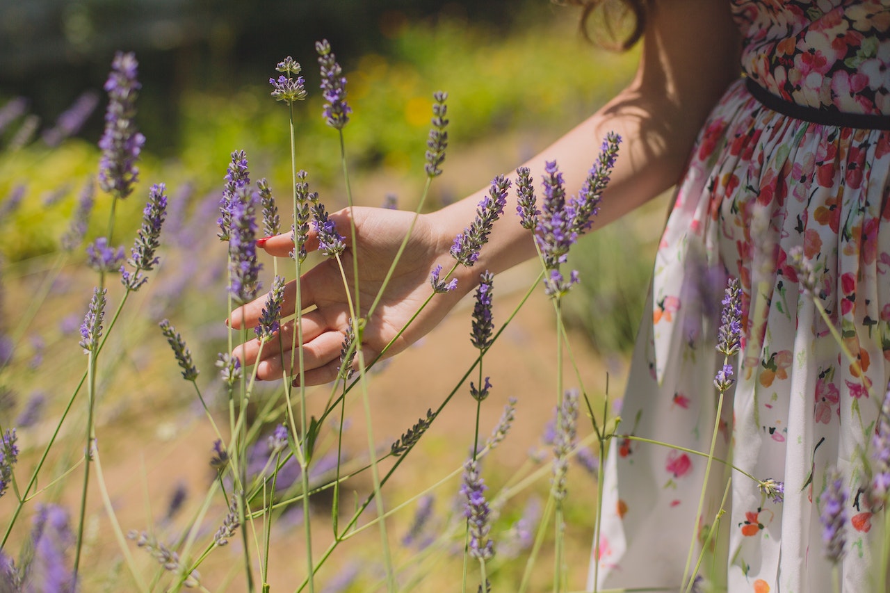 La lavande, une plante incontournable
