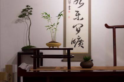 Le guide ultime pour entretenir vos bambous d'intérieur au fil des saisons