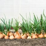 Guide pratique pour une récolte généreuse d'échalotes et d'oignons