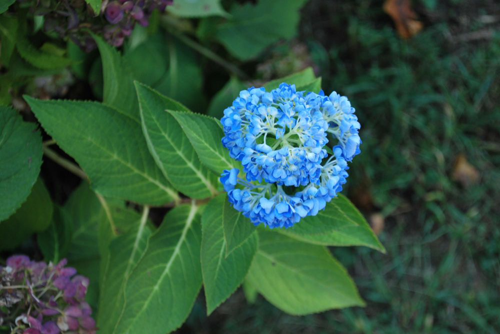 astuces pour une floraison spectaculaire des Lilas des indes bleu