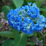 conseils et astuces pour une floraison spectaculaire des Lilas des indes bleu