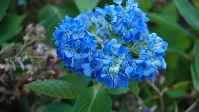 conseils et astuces pour une floraison spectaculaire des Lilas des indes bleu