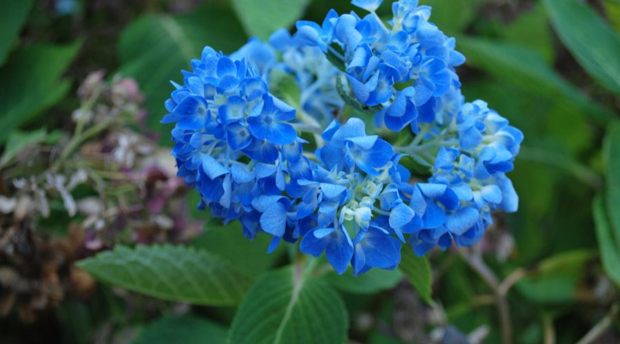 conseils et astuces pour une floraison spectaculaire des Lilas des indes bleu